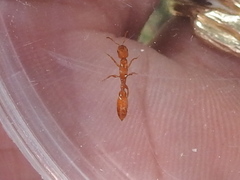 Pseudomyrmex apache