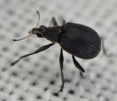 Oxystoma craccae