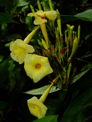 Odontadenia verrucosa