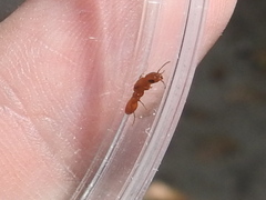 Pseudomyrmex apache
