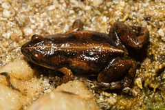 Cacosternum australis