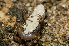 Cacosternum australis