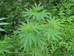 Cannabis sativa