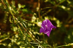 Ipomoea ternifolia