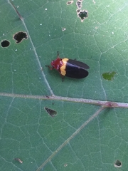 Sphenorhina obliterata