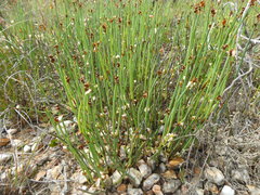 Elegia squamosa
