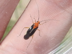 Ganocapsus filiformis
