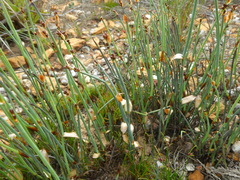 Elegia squamosa