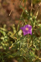 Ipomoea ternifolia