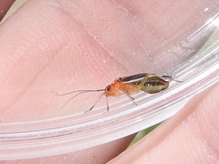 Ganocapsus filiformis