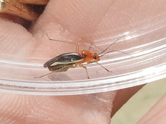 Ganocapsus filiformis