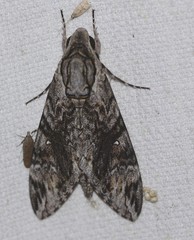 Agrius godarti