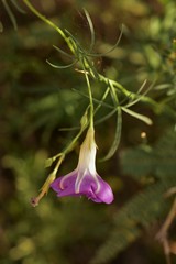 Ipomoea ternifolia