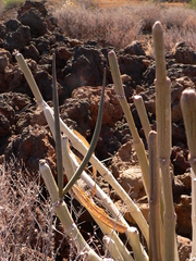 Ceropegia fusca image