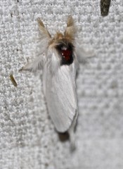 Trichiocercus mesomelas