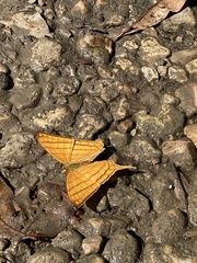 Marpesia harmonia