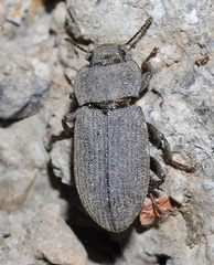 Gonocephalum obscurum