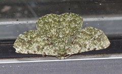 Aeolochroma viridicata