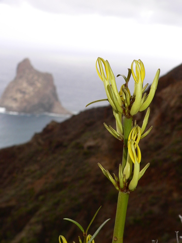 Ceropegia image