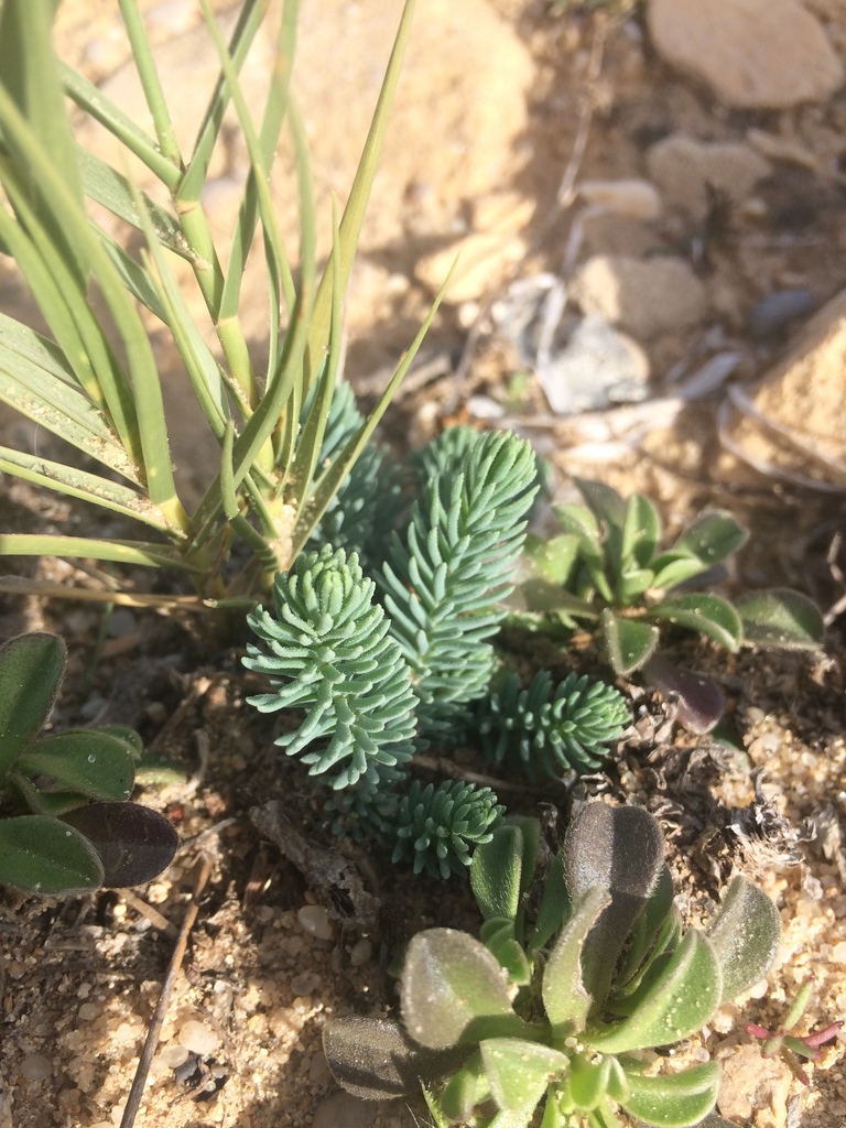 Reaumuria vermiculata