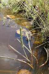 Cycnogeton multifructum