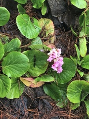 Bergenia