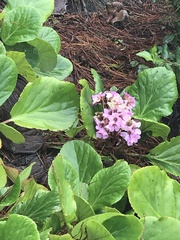 Bergenia