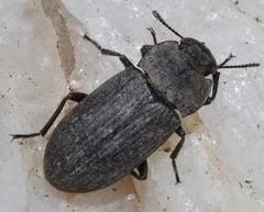 Gonocephalum rusticum