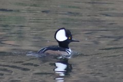 Lophodytes cucullatus