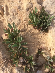 Crithmum maritimum image