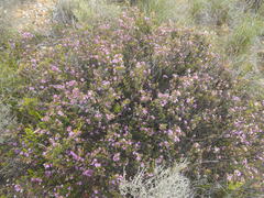 Coleonema aspalathoides
