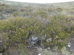 Coleonema aspalathoides