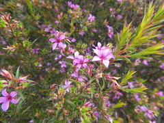 Coleonema aspalathoides