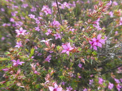 Coleonema aspalathoides