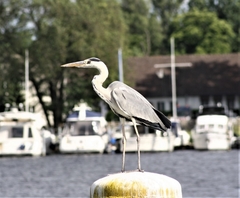 Ardea cinerea