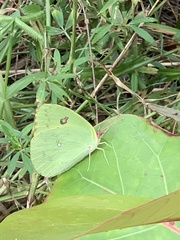 Aphrissa neleis