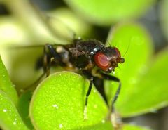 Pseudopomyza flavitarsis