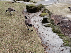 Branta canadensis