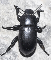 Heliopathes montivagus