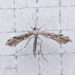 Hellinsia inquinatus