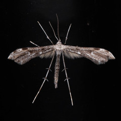 Hellinsia inquinatus