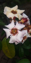 Strophanthus gratus