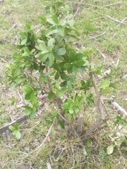 Daphnopsis racemosa