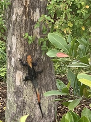 Agama picticauda image