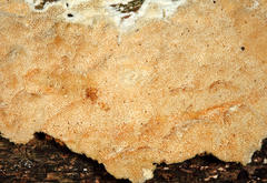 Antrodia heteromorpha