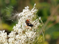 Cryptocheilus richardsi