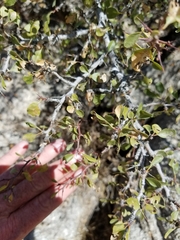 Pseudoziziphus parryi