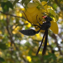 Synoeca septentrionalis