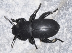 Heliopathes montivagus