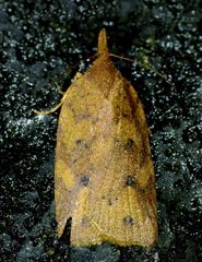 Planotortrix excessana